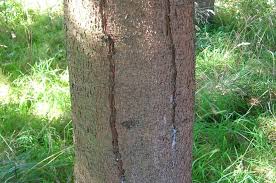 The most common damage to trees tends to be from cars hitting the lower parts of trees and trucks hitting higher on the trunk and the undersides of when a tree you love has a big wound, the bridge graft is your best aid if you are willing to put the time and work into the job. Frost Cracks Faqs About These Vertical Cracks In Trees American Climbers