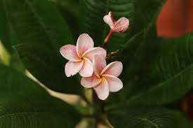 Frangipani Plumeria Tempelbaum Pflege Und Uberwintern Gartendialog De Arten Von Blumen Blumentopf Design Topfblumen