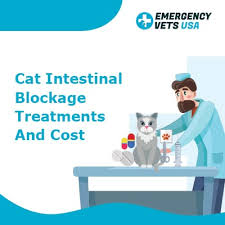 The average cone beam ct, without insurance, will cost anywhere between $250 and $600. Cat Intestinal Blockage Treatments And Cost Emergency Vets Usa