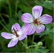 Hours may change under current circumstances Geranium Californicum California Geranium