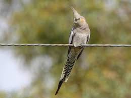 Rescued Cockatiel With Completely Cut Tail : R/Cockatiel