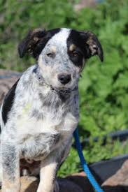 My sweet little mini border collie, minnie! Border Collie Queensland Mix For Sale In Modesto California Classified Americanlisted Com