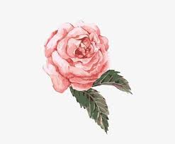 You can download free flower png images with transparent backgrounds from the largest collection on pngtree. Hand Painted Watercolor Flower Pink Png Clipart Flower Flower Clipart Flowers Hand Painted Hand Painted Clipart