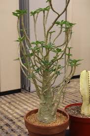 Image result for Dorstenia