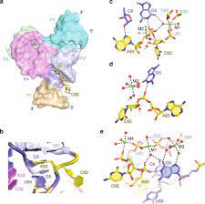 Suddenly, the bank gave way and i fell into the floodwaters. Structure Based Insights Into Self Cleavage By A Four Way Junctional Twister Sister Ribozyme Nature Communications