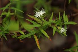 Image result for Otiophora