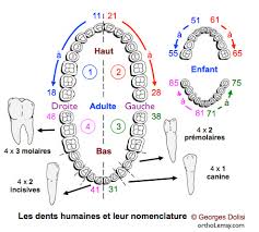 Dental Anatomy Notation Bücco