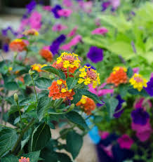 Augustine south to cocoa beach, the coast fluctuates between the two, depending on the annual weather conditions.113 all three mangrove. Annuals Perennials Tallahassee Nurseries Tallahassee S Premier Garden Center Landscaping