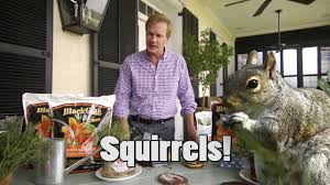 Squirrels will also eat the leaves of plants. Get Rid Of Squirrels In Potted Plants Youtube