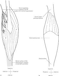 Personalized treatment · any time · consulting services Figure 3 From Hamstring Muscles Architecture And Innervation Semantic Scholar