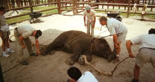 Image result for bullhooks on elephants