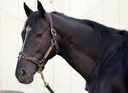 Could Sunday Silence's Grandson Close the Circle?