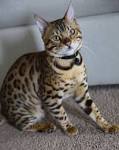 Bengal – Specialty Purebred Cat Rescue