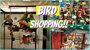 Because they are not super expensive, i would recommend getting a companion bird. Shop With Me Petsmart Parakeets Bird Toys 2018 Youtube