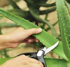 Aloe vera bitkisi nasıl yetiştirilir ve çoğaltılır? Aloe Vera Nasil Yetisir Faydalari Nelerdir