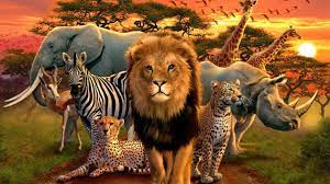 African Animals Wallpapers Top Free African Animals Backgrounds Wallpaperaccess