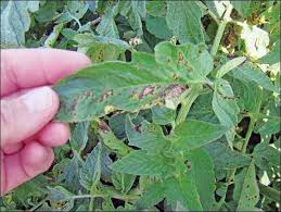 Image result for tomato seedling early blight