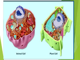 Check spelling or type a new query. Chapter 2 Cells Bill Nye Cell Video 23 Min Ppt Download