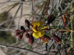 Image result for Caesalpinia cassioides