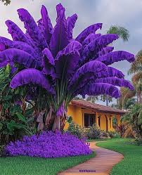 Image result for Hygrophila okavangensis