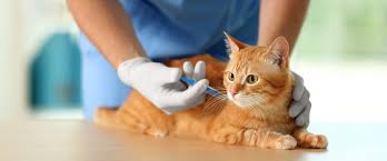 Why Preventative Care is Essential: 8 Key Preventative Measures for Your  Pets