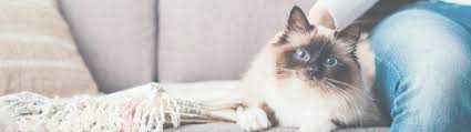 You need to do the responsible thing and take your cat to. In Home Euthanasia Services For Cats Dogs Other Pets Central New York