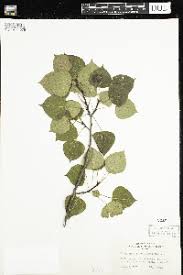 Image result for Oxalis anthelmintica