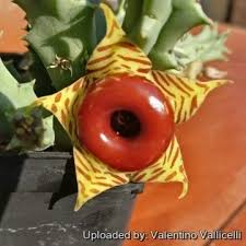 Image result for Huernia zebrina