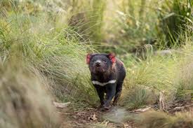 Tasmania is filled with lush, dramatic landscapes, iconic railways, acclaimed food and wine and charming townships steeped in colonial history. Tasmanian Devils Return To Mainland Australia For First Time In 3 000 Years Global Wildlife Conservation