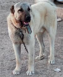Sivas Kangal Kopek Yavrusu Uretim Ciftligi