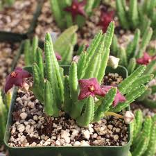 Image result for Stapelia