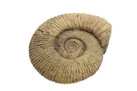 When donating to blathers in animal crossing, he will provide the following information about the fossil: Lot 19 A Large Ammonite Fossil Likely To Have