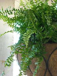 The most commonly grown of these is blechnum gibbum, the silver lady fern. Trimming Boston Ferns How To Cut Back Boston Ferns