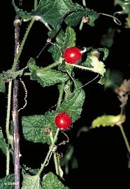 Image result for Cucumis maderaspatanus