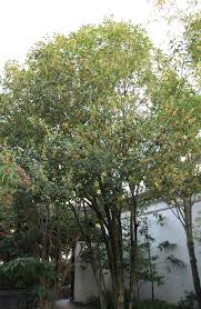 Maybe you would like to learn more about one of these? The Osmanthus Fragrans F Aurantiacus Lan Su Chinese Garden Facebook