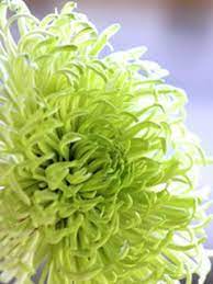 Sugar Art Studio Sugarartstudio Giovanna Smith Sugar Flower Sugar Flowers Flower Sugar Flowers Sugar Flow Sugar Flowers Tutorial Ornamental Kale Brunia Berries