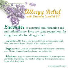 Allergy Relief Is Possible With Lavender Essential Oil Essential Oils Aromatherapy Essential Oil Blends Healing Oils