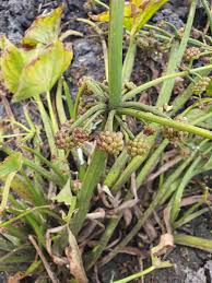 Image result for Limnophyton obtusifolium