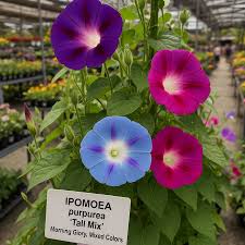 Image result for Ipomoea prismatosyphon