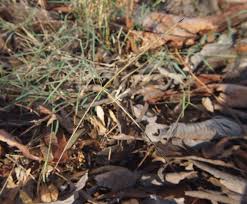 Image result for Enteropogon