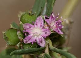 Image result for Zaleya