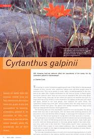 Image result for Cyrtanthus galpinii