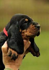 I Cant Take It Black And Tan Coonhound Puppies Steal My Heart Coonhound Puppy Hound Puppies Puppies And Kitties