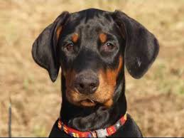 Image result for sedmihradský honič