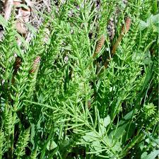 Image result for Equisetaceae