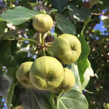 Image result for Thespesia