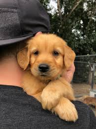 Runt an old cow, an old, withered woman, a hardened stem or stalk, the trunk of a tree; My Brother S New Puppy The Runt Of The Litter Aww