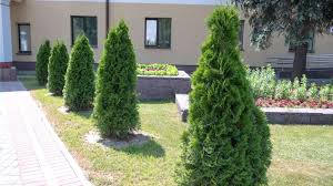 Tipps zum schneiden einer zu hohen thuja. Thuja Schneiden So Machen Sie Es Richtig Haus Garten Profi