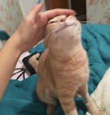 Pin On Pets