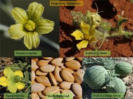 Image result for Cucurbitaceae